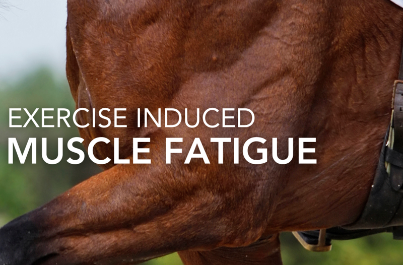 Exercise Induced Muscle Fatigue in Horses | Equine Science Matters™